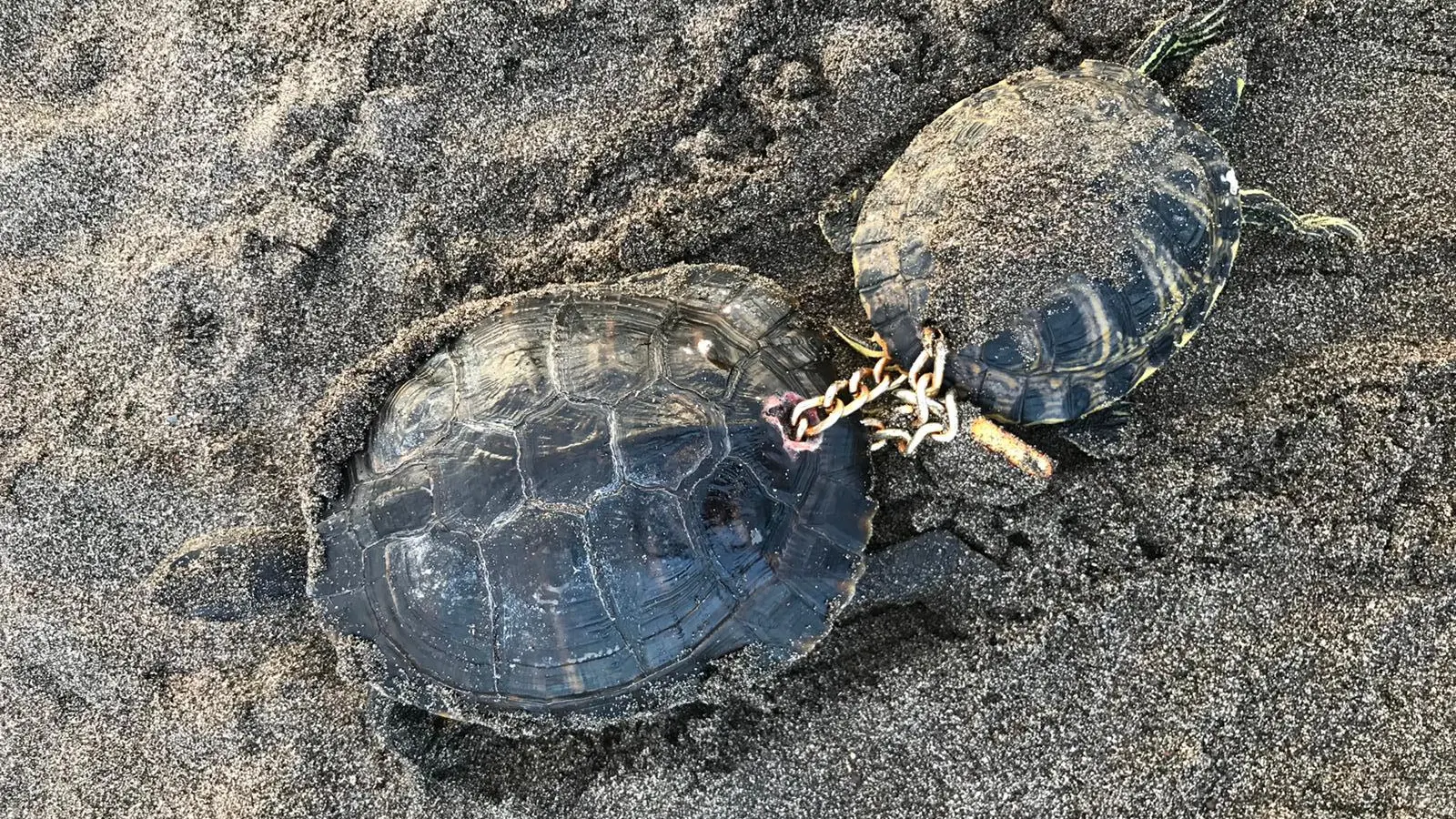 Dos galápagos aparecen unidos por una cadena que perfora sus caparazones y un enorme candado en Tenerife Dos galápagos aparecen unidos por una cadena que perfora sus caparazones y un enorme candado en Tenerife