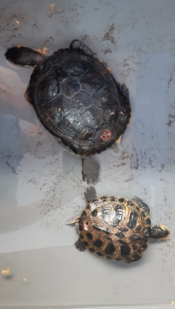 Galápagos sin cadena