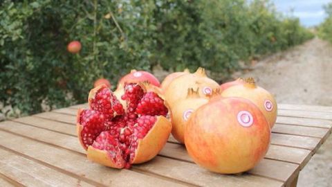 LA JOYA DE LAS FRUTAS