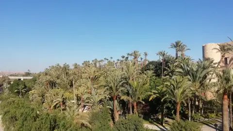 Vista del Palmeral de Elche.