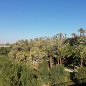 Vista del Palmeral de Elche. Vista del Palmeral de Elche.