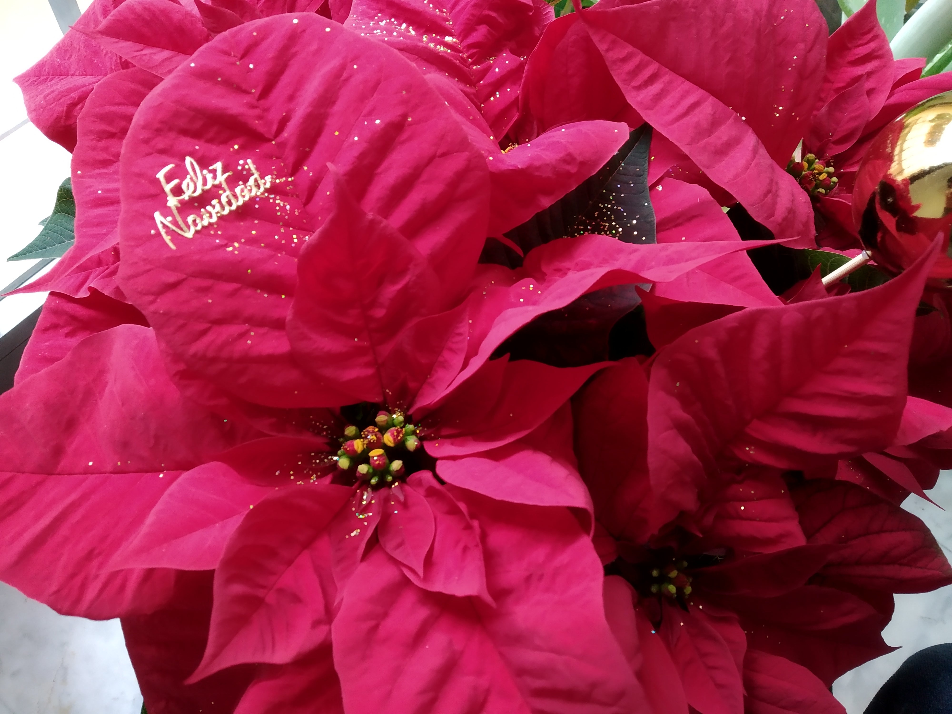 Turismo accesible desde Villajoyosa y el día de la flor de pascua en Valencia Turismo accesible desde Villajoyosa y el día de la flor de pascua en Valencia