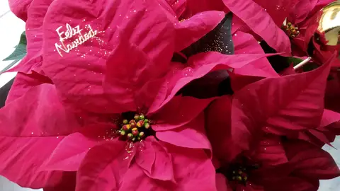 Flor de Pascua Flor de Pascua