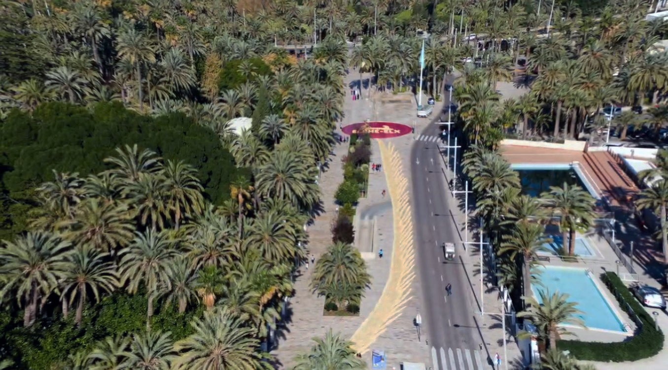 Elche exhibe con éxito la palma blanca más grande del mundo Elche exhibe con éxito la palma blanca más grande del mundo