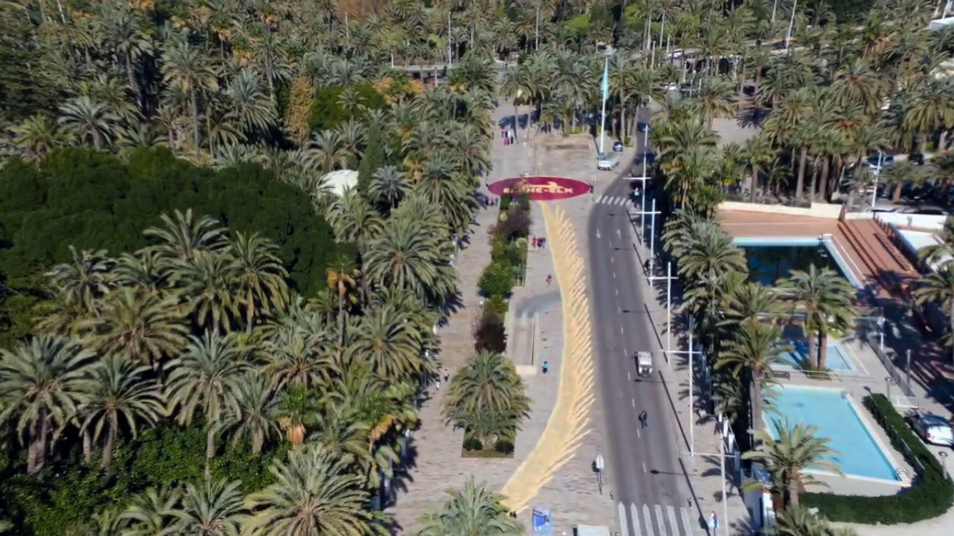 Imágenes aéreas tomadas por un dron de la Policía Local de Elche de la palma blanca formada en el Paseo de la Estación. Imágenes aéreas tomadas por un dron de la Policía Local de Elche de la palma blanca formada en el Paseo de la Estación.