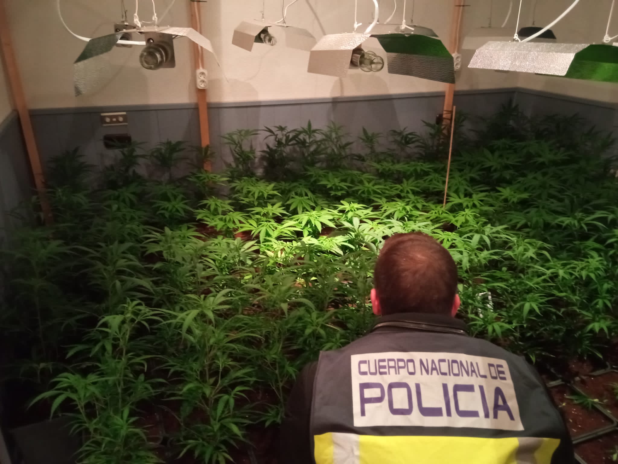 Siete detenidos en una operación de la Policía Nacional que desmantela un grupo dedicado al cultivo de marihuana en Elche, Crevillent y Petrer Siete detenidos en una operación de la Policía Nacional que desmantela un grupo dedicado al cultivo de marihuana en Elche, Crevillent y Petrer