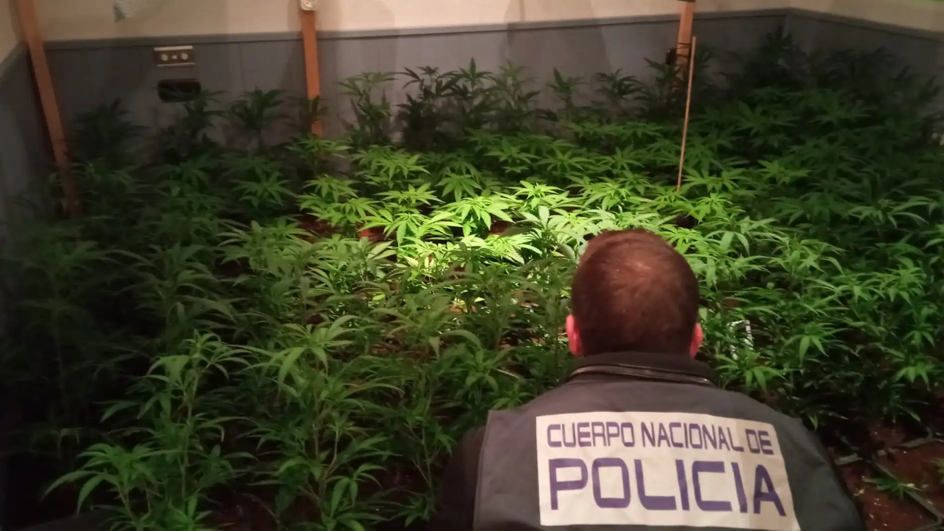 Agente de la Policía Nacional en una de las plantaciones de marihuana desmantelada.
