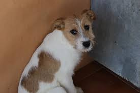 Campaña de recogida de alimentos para animales sin hogar Campaña de recogida de alimentos para animales sin hogar