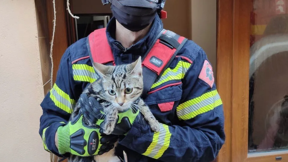 El rescatador y el felino