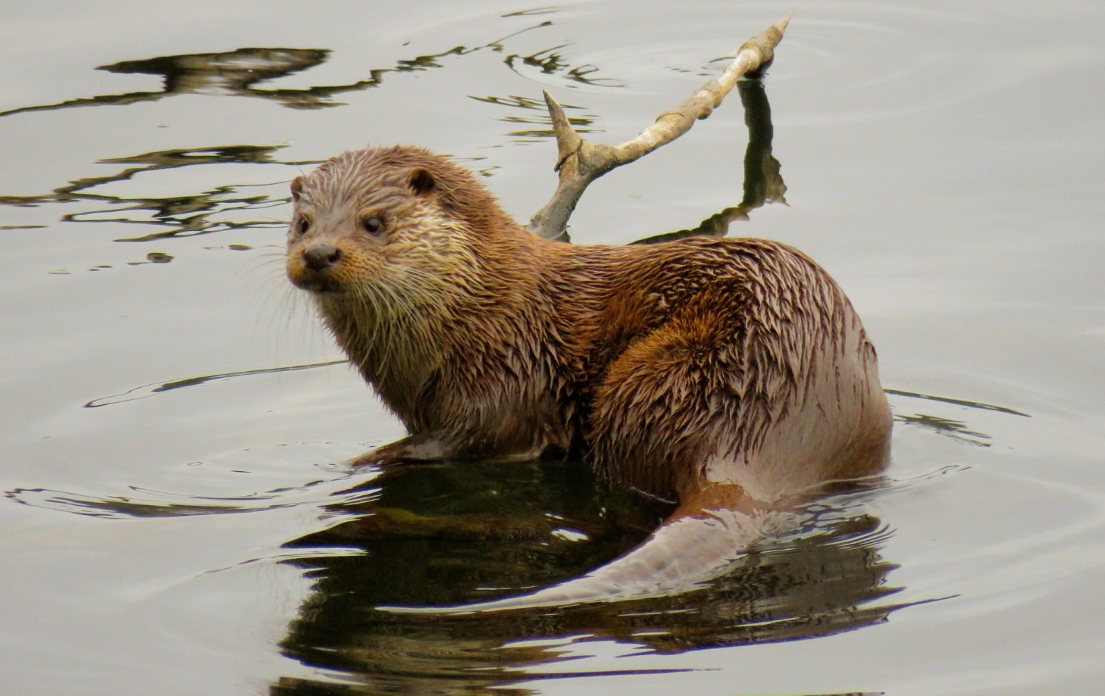 Vuelve la nutria al rio Cadagua Vuelve la nutria al rio Cadagua