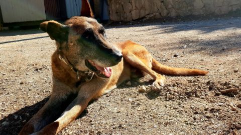 Palma despide al perro adiestrado en drogas Max