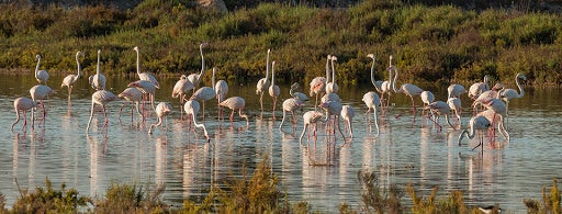 Alertan del deterioro que provoca la N-332 en el Parque Natural de Las Salinas Alertan del deterioro que provoca la N-332 en el Parque Natural de Las Salinas