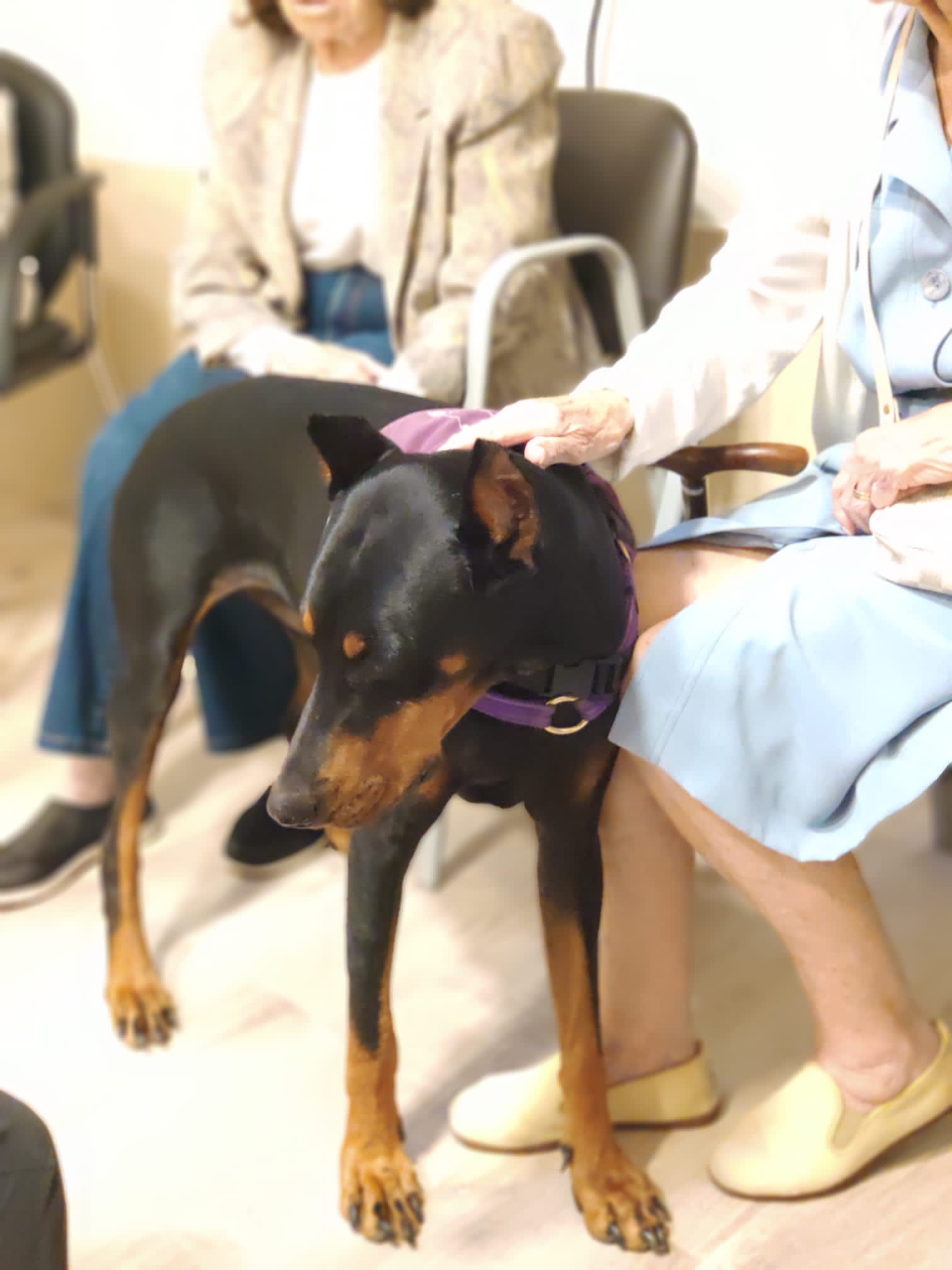 Yolanda Medina, Directora del Centro de Día Sanitas Clara del Rey: "El vínculo que genera un animal con un anciano, no hemos sido capaces de cubrirlo" Yolanda Medina, Directora del Centro de Día Sanitas Clara del Rey: "El vínculo que genera un animal con un anciano, no hemos sido capaces de cubrirlo"