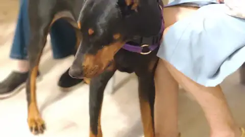 Un perro de psicoanimal en el Centro de Día Sanitas Clara del Rey Un perro de psicoanimal en el Centro de Día Sanitas Clara del Rey