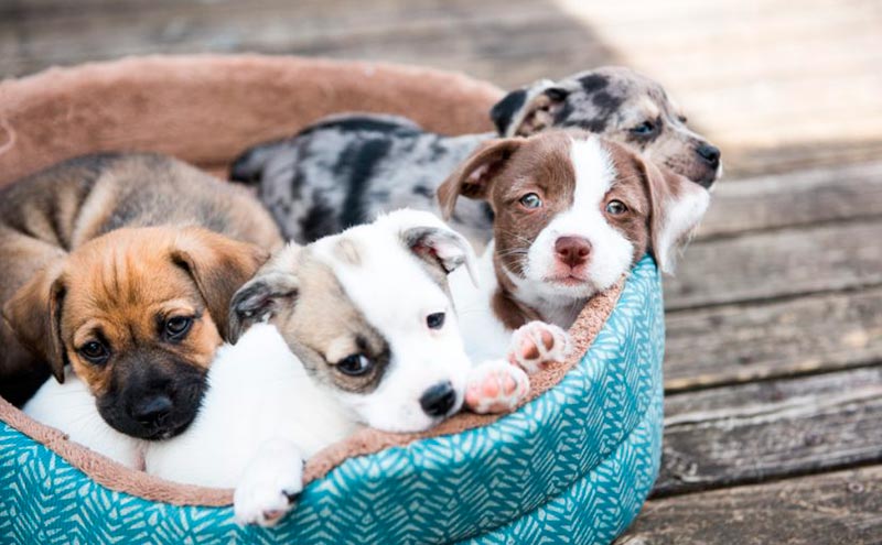 Angel Osuna, adiestrador canino, nos ofrece consejos acerca de cómo enseñar a los cachorros Angel Osuna, adiestrador canino, nos ofrece consejos acerca de cómo enseñar a los cachorros