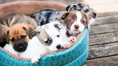 Angel Osuna, adiestrador canino, nos ofrece consejos acerca de cómo enseñar a los cachorros Can