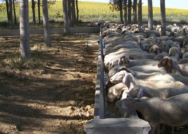 Las "ovejas bomberas", prevención ante incendios Las "ovejas bomberas", prevención ante incendios