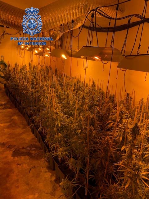 Desmantelada una plantación de Marihuana con casi 500 plantas. Desmantelada una plantación de Marihuana con casi 500 plantas.