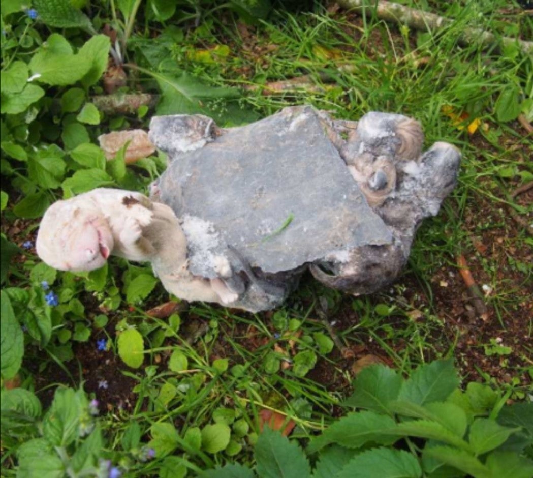 La Guardia Civil investiga un presunto delito de maltrato animal La Guardia Civil investiga un presunto delito de maltrato animal