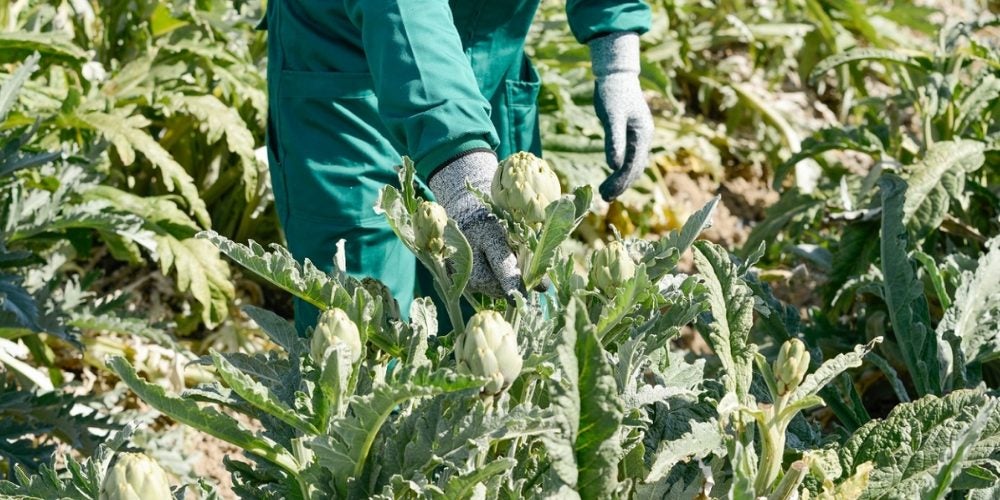 La agricultura de la Vega Baja muy beneficiada por la lluvia y las bajas temperaturas que no llegaron a helar La agricultura de la Vega Baja muy beneficiada por la lluvia y las bajas temperaturas que no llegaron a helar