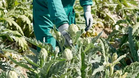 La agricultura de la Vega Baja muy beneficiada por la lluvia y las bajas temperaturas que no llegaron a helar Agricultura