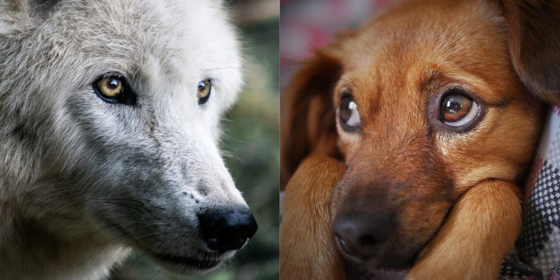 Ángel Osuna, adiestrador canino nos habla de cómo fueron los primeros perros Ángel Osuna, adiestrador canino nos habla de cómo fueron los primeros perros