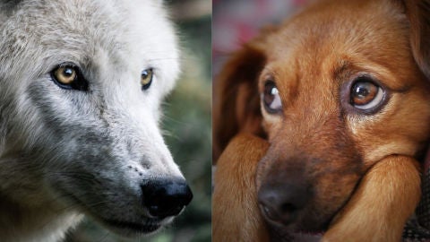 Canino