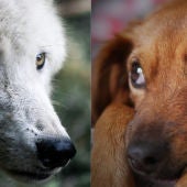 Ángel Osuna, adiestrador canino nos habla de cómo fueron los primeros perros 