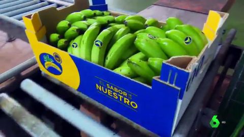 El pl&aacute;tano de Canarias pide ser una excepci&oacute;n en la nueva ley de la cadena alimentaria