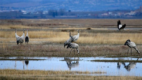 Grullas en Gallocanta