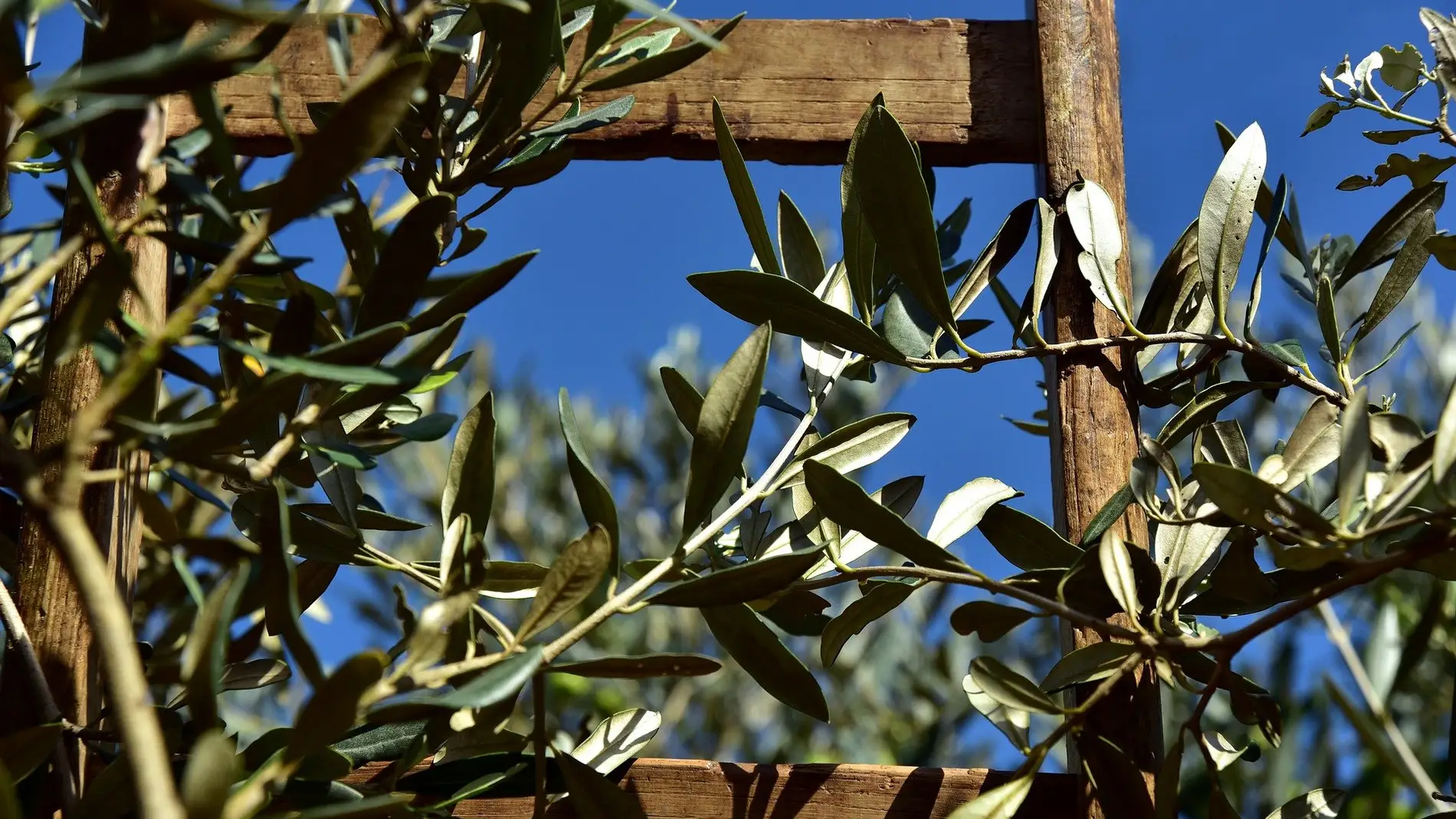 El olivar del Bajo Aragón, el más afectado por Filomena