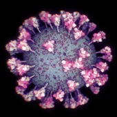 Así es el coronavirus Así es el coronavirus