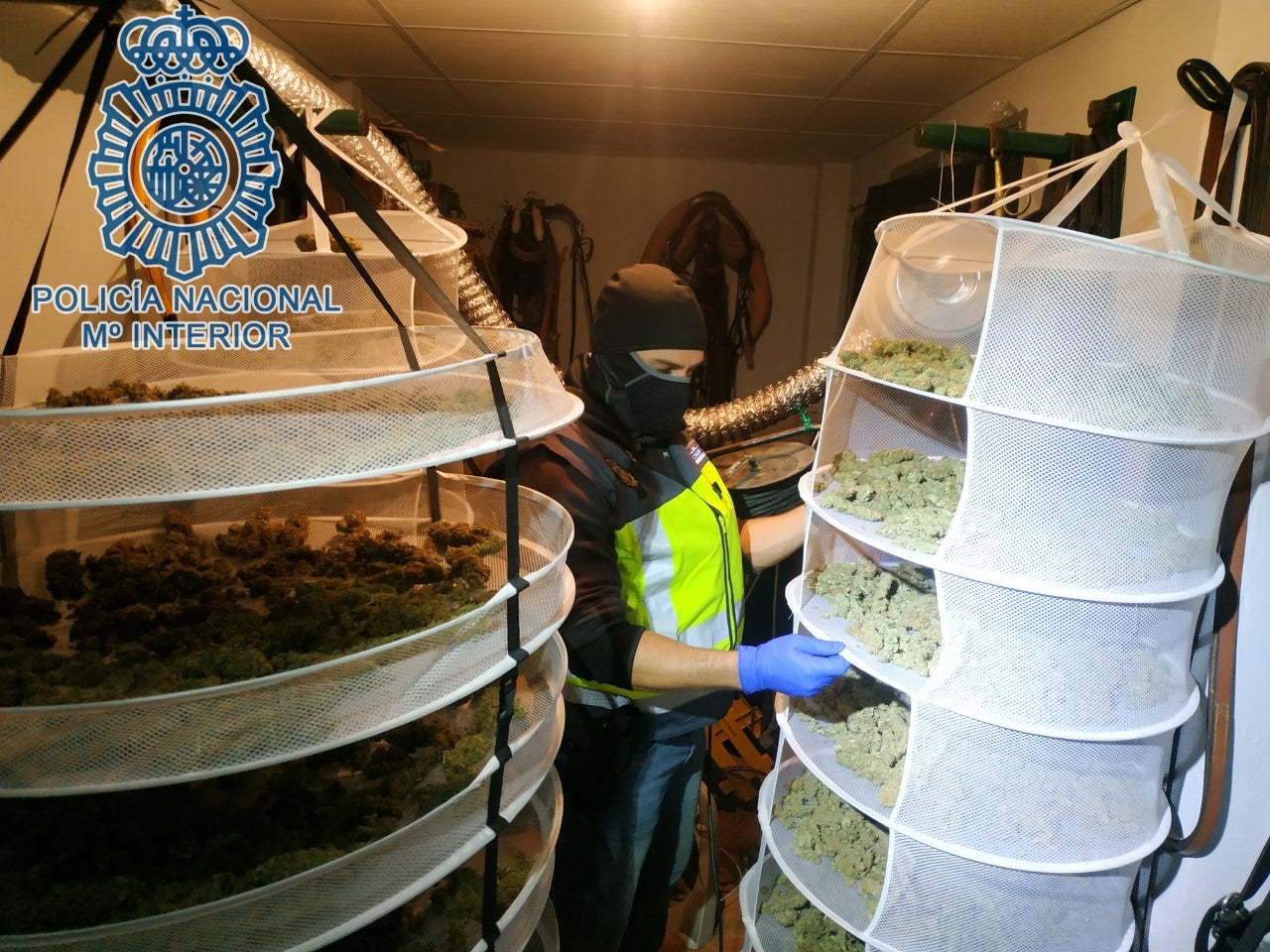 17 detenidos en la localidad de Camas por tráfico de drogas 17 detenidos en la localidad de Camas por tráfico de drogas