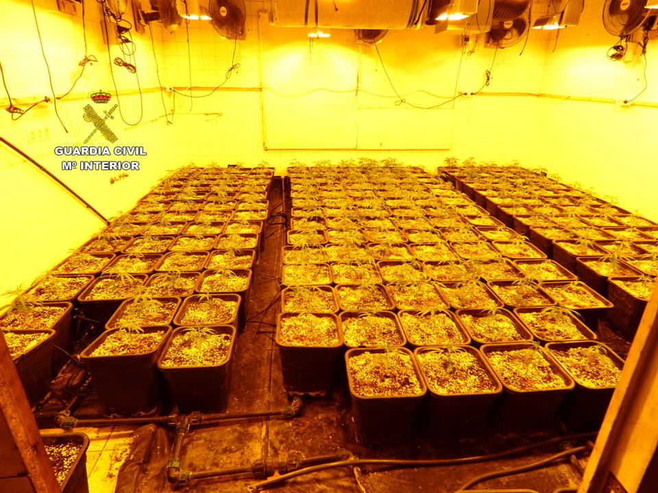 La Guardia Civil detiene a dos personas que ocultaban una plantación de marihuana en una caseta La Guardia Civil detiene a dos personas que ocultaban una plantación de marihuana en una caseta