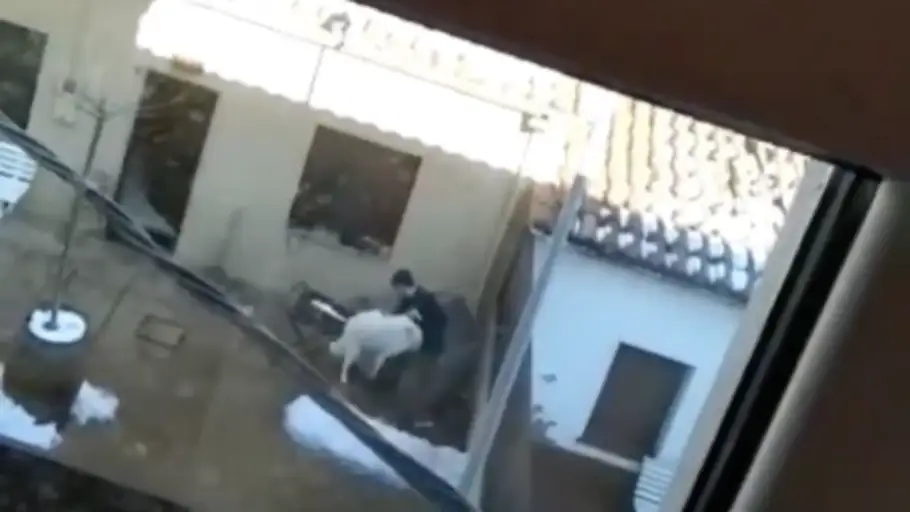 Maltrato de un perro en Olot Maltrato de un perro en Olot