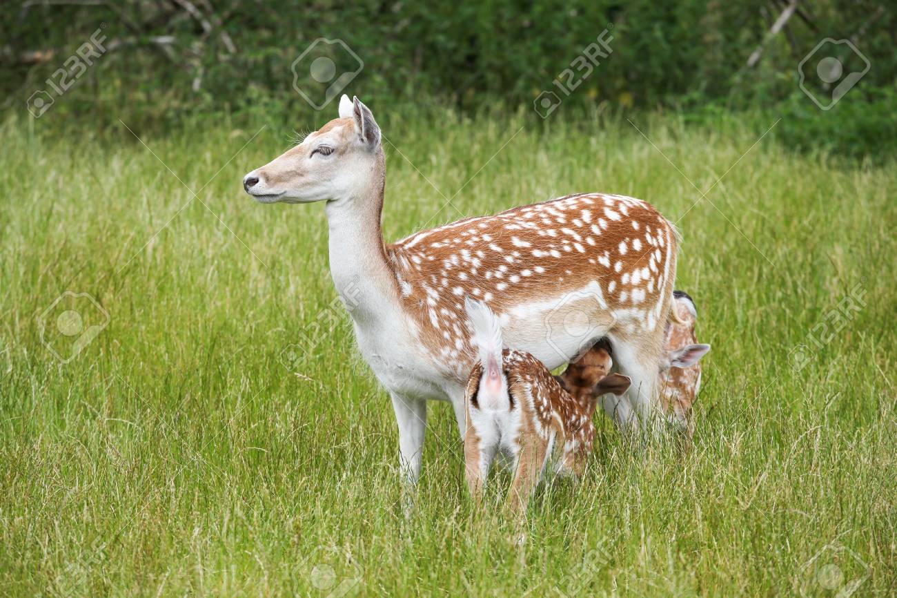 Río Safari Elche colabora con el SEPRONA en el rescate de animales salvajes abandonados Río Safari Elche colabora con el SEPRONA en el rescate de animales salvajes abandonados