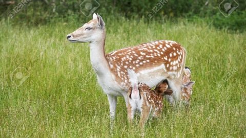 Gamo hembra