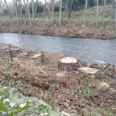 El PSOE considera inconsistente el estudio municipal sobre la tala de chopos de la ribera del Carrión