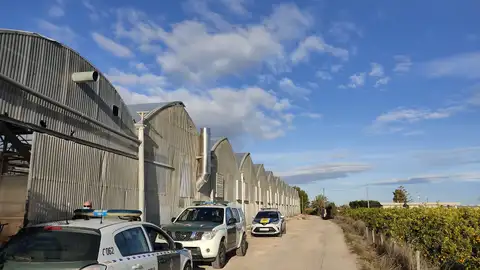 La Policía Local de Cox localiza dos plantaciones de marihuana en el municipio Delito contra la salud pública