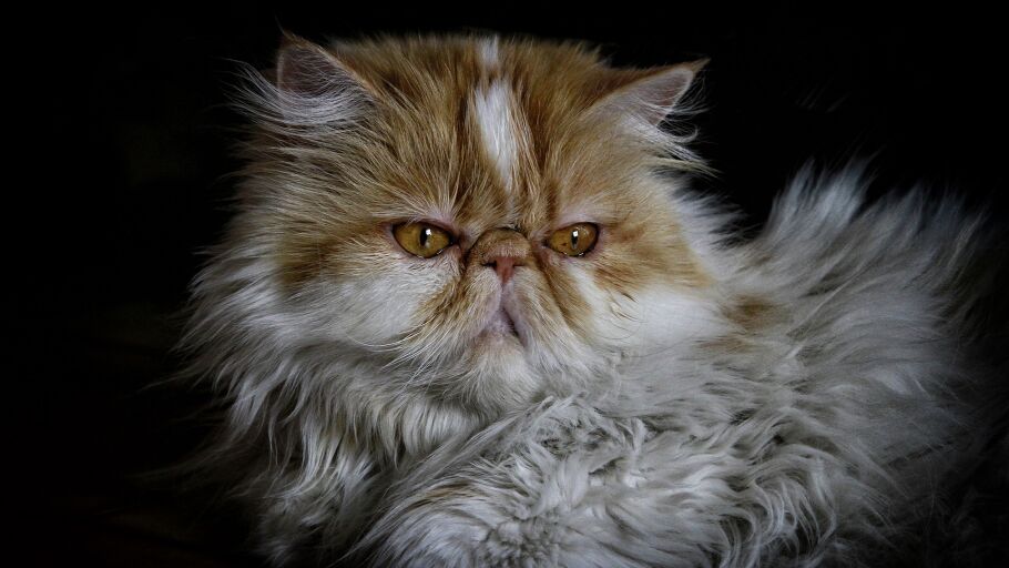 Gato persa