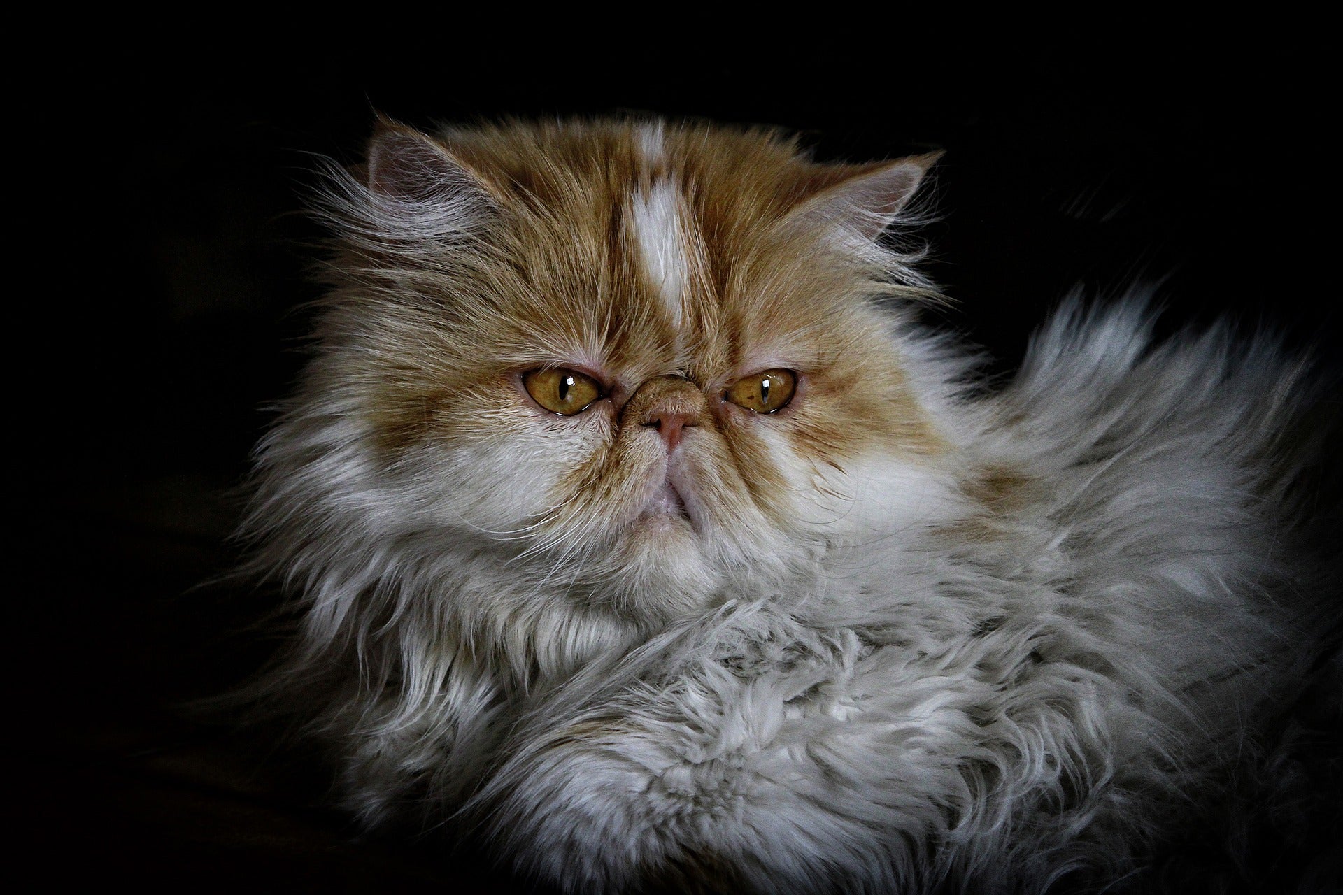 ¿Cómo limpiar los ojos a un gato persa? ¿Cómo limpiar los ojos a un gato persa?