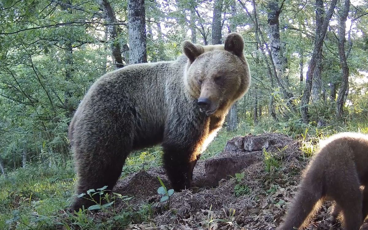 FAPAS da por desaparecidas a las dos últimas osas reproductoras del Parque Natural de las Ubiñas-La Mesa FAPAS da por desaparecidas a las dos últimas osas reproductoras del Parque Natural de las Ubiñas-La Mesa