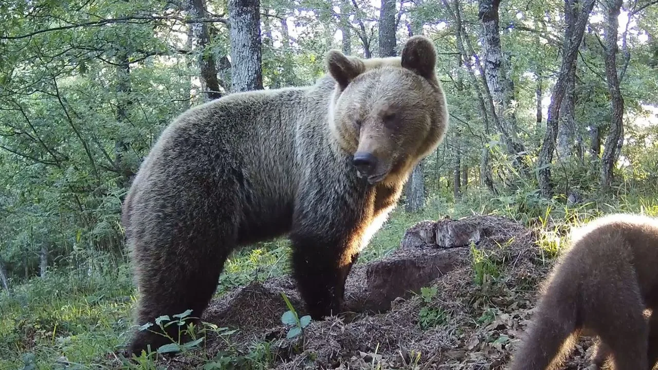 Un oso Pardo en Asturias. FAPAS