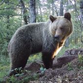 Un oso Pardo en Asturias. FAPAS