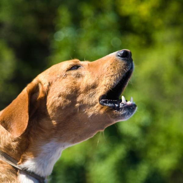 ¿Tu perro ladra a otros perros? Descubre cuáles pueden ser los motivos y cómo corregir esta conducta ¿Tu perro ladra a otros perros? Descubre cuáles pueden ser los motivos y cómo corregir esta conducta