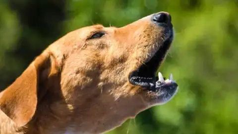¿Tu perro ladra a otros perros? Descubre cuáles pueden ser los motivos y cómo corregir esta conducta can