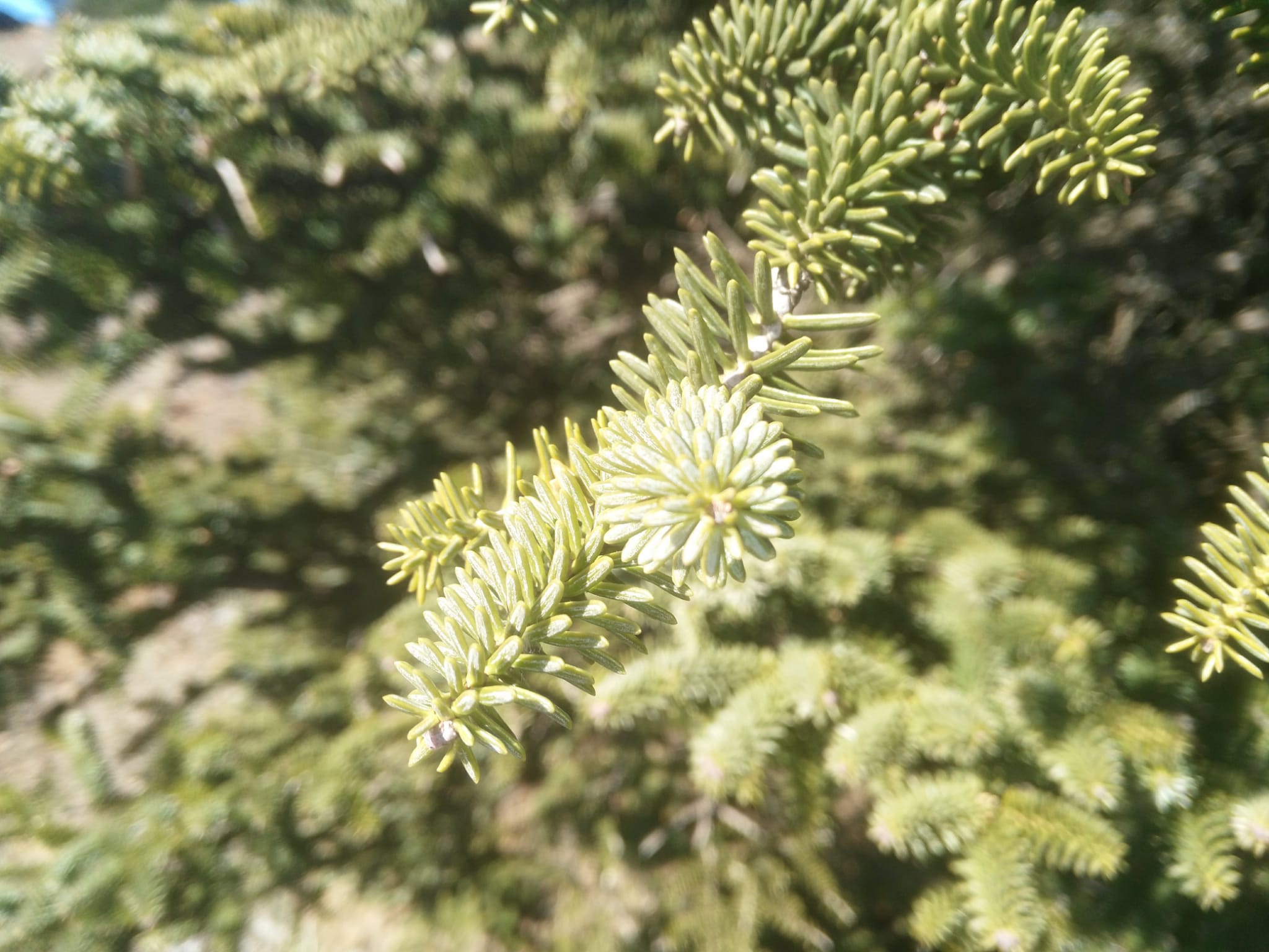 El Consejo de Ministros aprueba el Parque Nacional de la Sierra de las Nieves El Consejo de Ministros aprueba el Parque Nacional de la Sierra de las Nieves