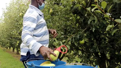 Un temporer recollint fruita a Alcarràs durant la campanya del 2020. Un temporer recollint fruita a Alcarràs durant la campanya del 2020.