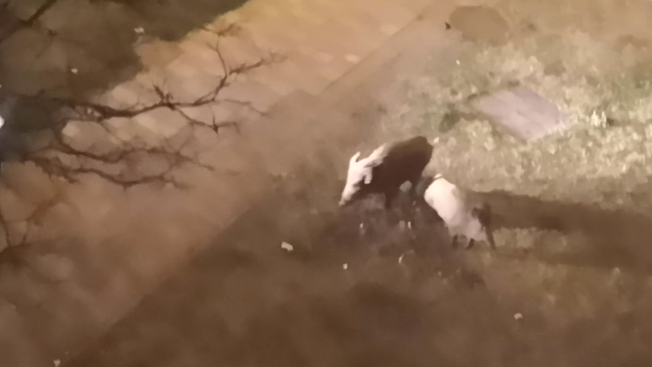 VÍDEO: Jabalíes por las calles palentinas VÍDEO: Jabalíes por las calles palentinas
