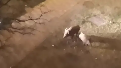 VÍDEO: Jabalíes por las calles palentinas VÍDEO: Jabalíes por las calles palentinas